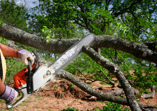 How Our Tree Care Process Works  in  Pueblo, CO